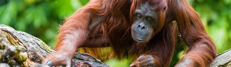 Orangutan - Overview | Young People's Trust For the Environment