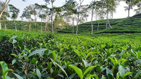 Beautiful tea garden in Bangladesh || Sylhet Tea Garden ||Sylhet Tour || - YouTube