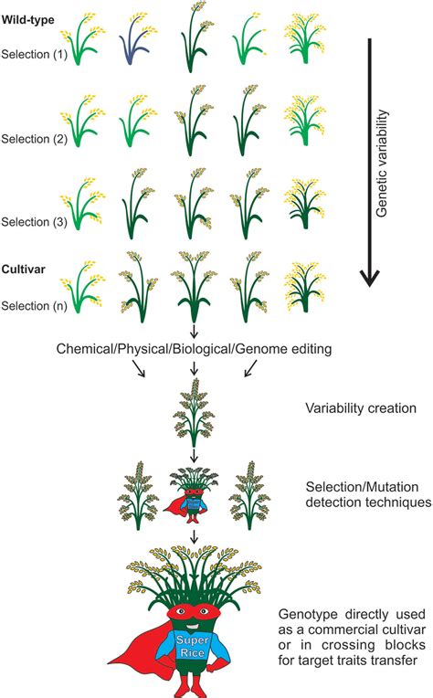 Mutation In Plants