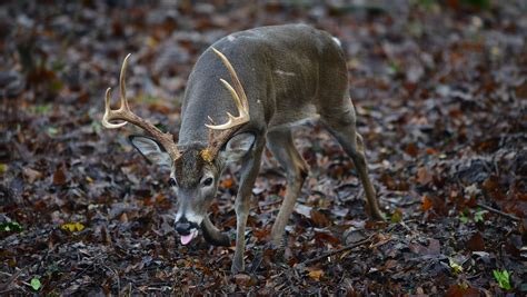 Deer with CWD; origins of chronic wasting disease found