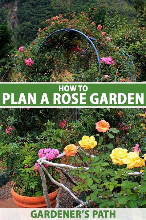 How to Plan a Rose Garden | Gardener’s Path