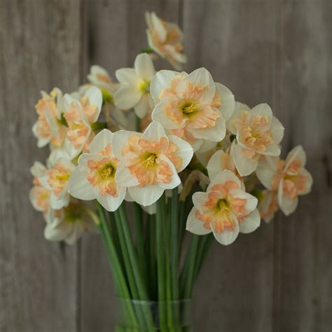 Narcissus Pink Wonder – Floret Flower Farm