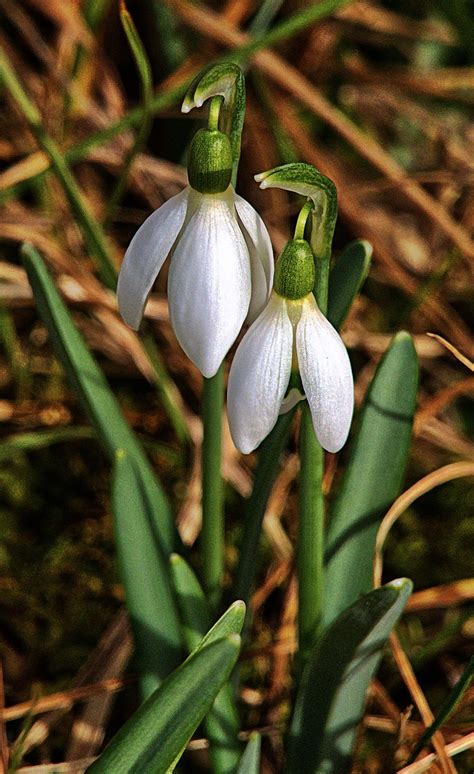 Snowdrop Early Spring - Free photo on Pixabay - Pixabay