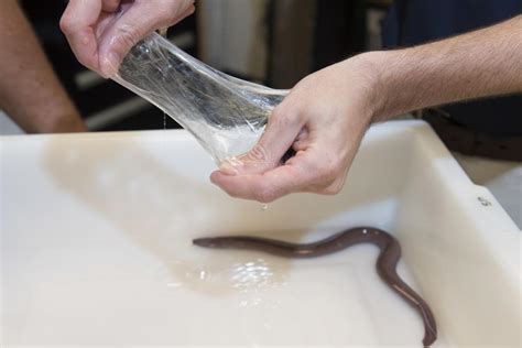 The US Navy's new wonder material is synthetic hagfish slime