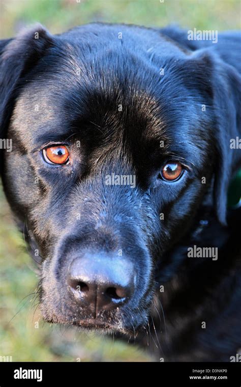 Male black Labrador retriever, England, UK Stock Photo - Alamy