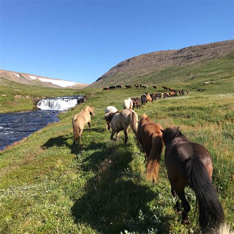 Riding Iceland - Horse riding tours in Húsavík, North Iceland