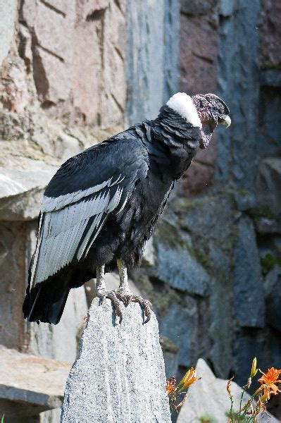 Andean Condor