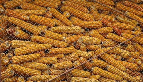 Dry Corn Storage stock image. Image of farm, cage, field - 16955007