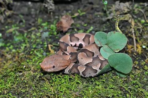 7 Ways To Identify, Prevent & Remove Baby Copperhead Snakes ...