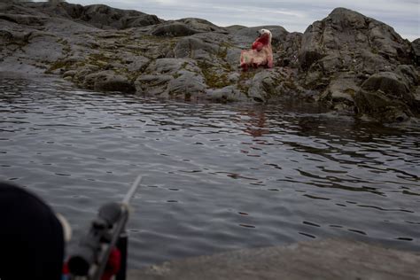 Pictures of an Inuit Polar Bear Hunt in Canada | TIME