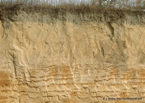 File:Lamella clay-sandy soil.jpg - Wikipedia