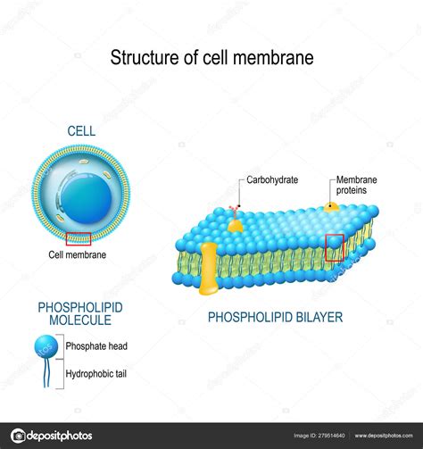 Structure de la membrane cellulaire image vectorielle par edesignua ...