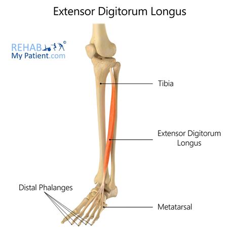 Extensor Digitorum Longus | Rehab My Patient