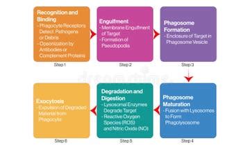 Phagocyte Diagram Stock Illustrations – 260 Phagocyte Diagram Stock Illustrations, Vectors ...