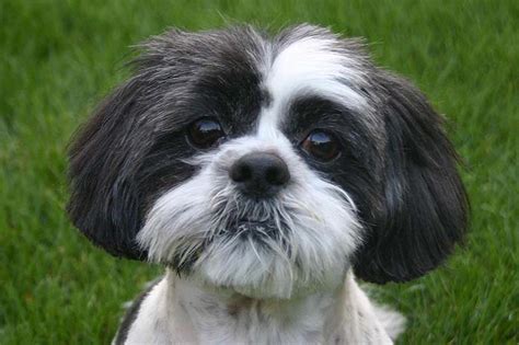 10 Amazing Things About Shih Tzu Dogs - Shih Tzu Facts