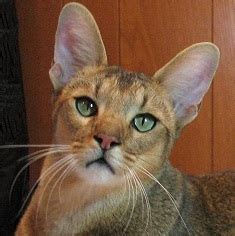 Chausie - Wikipedia