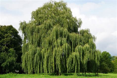 2024's 10 Willow Tree Symbolism Facts & Meaning: Zodiac, Superstitions, Dreams, and Myths