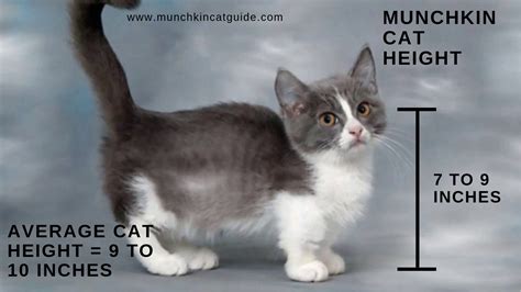 So How Much Smaller is a Munchkin Cat than a Normal Cat? - Munchkin Cat Guide