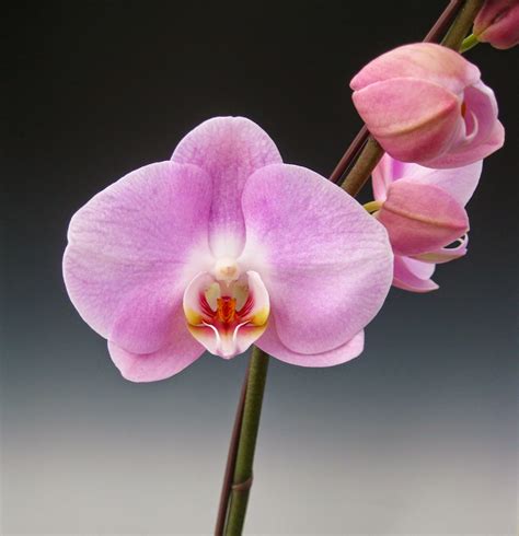 Ten Exquisite Pink Orchid Flowers for Spring | Orchidaceous! Orchid Blog