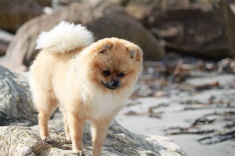 The Top 5 Pomeranian Haircut Styles | The Dog People by Rover.com