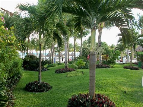 planting around palm trees - Leighann Kern