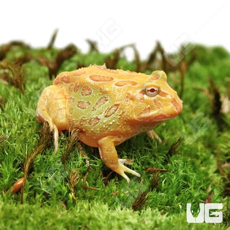 Albino Pacman Frogs For Sale - Underground Reptiles