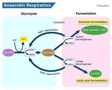 Anaerobic Respiration: Definition, Equation, Steps, & Examples