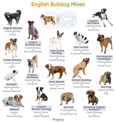 List of Popular English Bulldog Mixes With Pictures