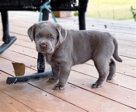 Silver and White Labrador Retriever Puppies Available | Silver and ...