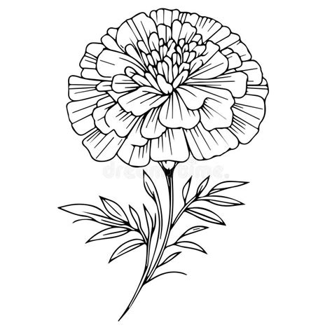 Sketch Marigold Flower Drawing, Vintage Marigold Drawing, Outline Marigold Drawing, Simple ...