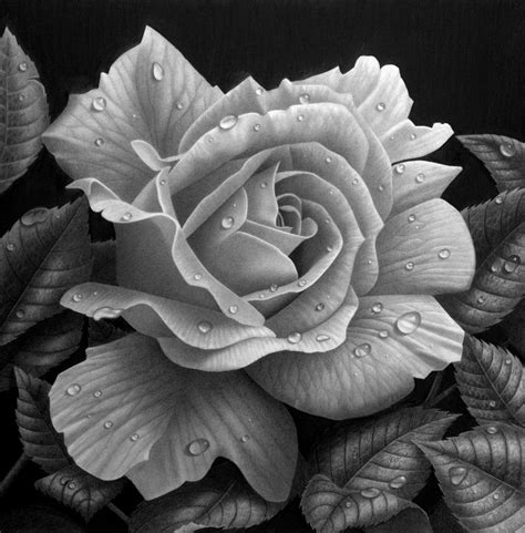 Rose study by StephenAinsworth on DeviantArt | Roses drawing, Beautiful flower drawings ...