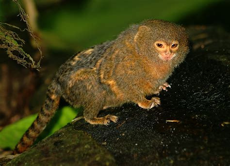 Pygmy marmoset - Simple English Wikipedia, the free encyclopedia