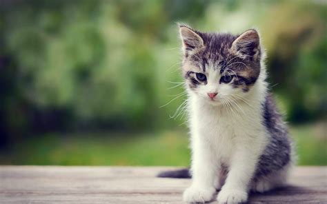 Cute Kittens HD Wallpapers - Wallpaper Cave