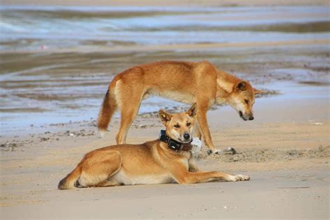 Rangers euthanase dingo responsible for attack on 23-year-old woman on ...