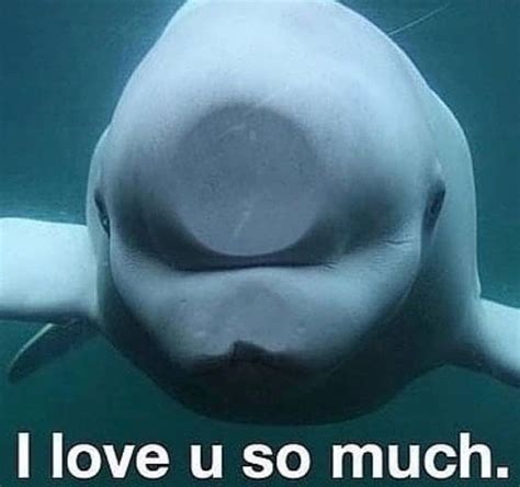 Beluga Whale Meme