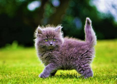 Download Bokeh Cute Fluffy Kitten Animal Cat Cute Cat 4k Ultra HD Wallpaper