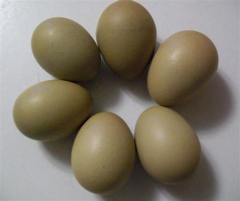 Fresh Eggs Daily®: Marans + Ameraucana = Olive Egger