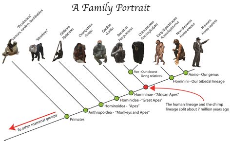 Three Characteristics Of Primates