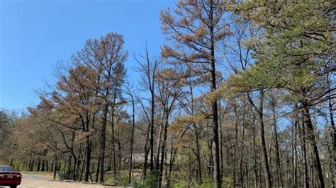 Dying pine trees spurs Birmingham Water Works investigation | WBMA