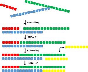 Synthesis of double stranded oligonucleotides - Almac