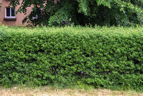 15 Best Evergreen and Flowering Shrubs for Hedges