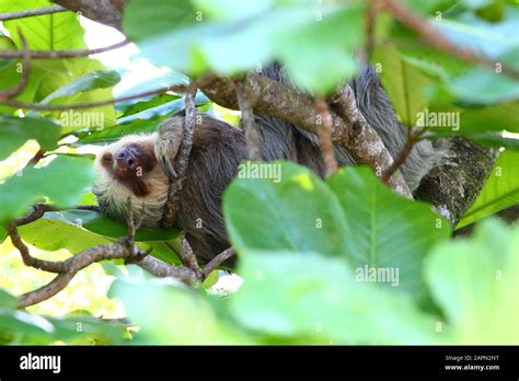 Framed shot of a cute sloth comfortably sleeping on tree branches Stock Photo - Alamy