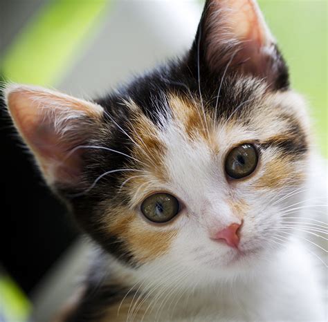 Cute Calico Kitten Pictures | www.pixshark.com - Images Galleries With ...