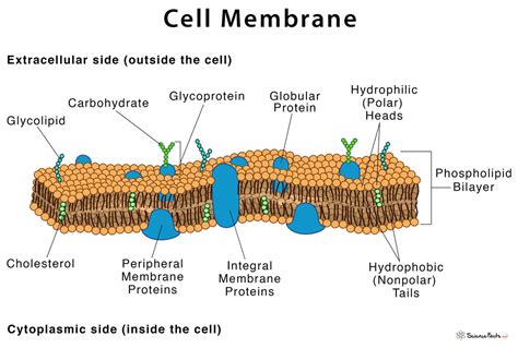 Anatomy Of Cell Membrane