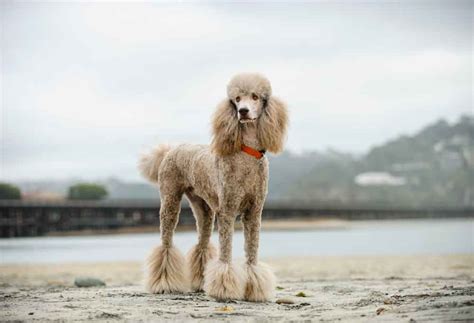 7 Standard Poodle Grooming Styles - PatchPuppy.com