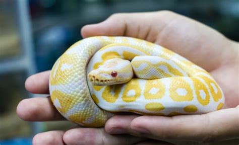 10 Best Pet Snakes for Beginners to Own & Enjoy (with Pictures!)