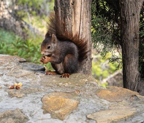 Premium Photo | View of red squirrel eating nuts