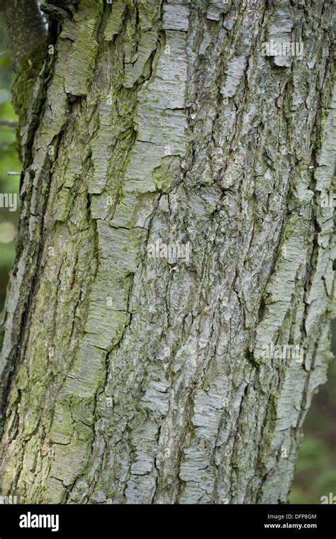 Common alder tree bark hi-res stock photography and images - Alamy