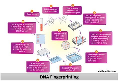 Biotechnology and its applications - civilspedia.com