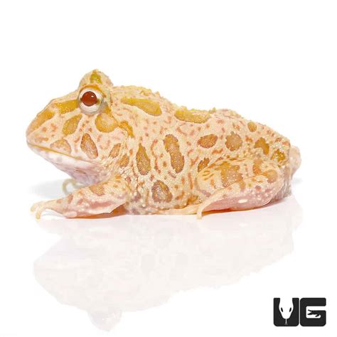 Strawberry Pineapple Pacman Frogs For Sale - Underground Reptiles